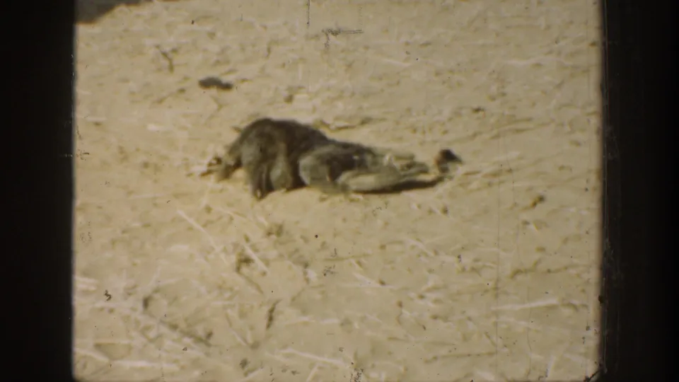 A small animal lies motionless on the sandy California ground after the rifle scene.