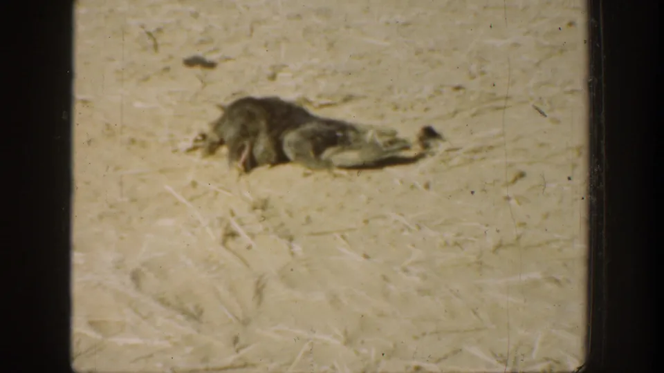 The clip ends with the small animal still lying motionless on the sandy field in faded 8mm color.