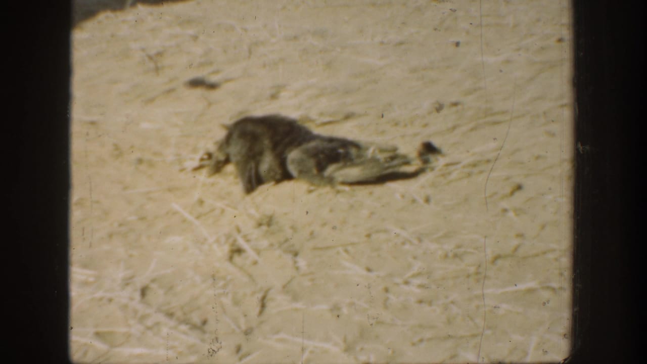 1936 California 8mm frame showing a small bird or animal on dusty ground, with soft focus and film wear visible.