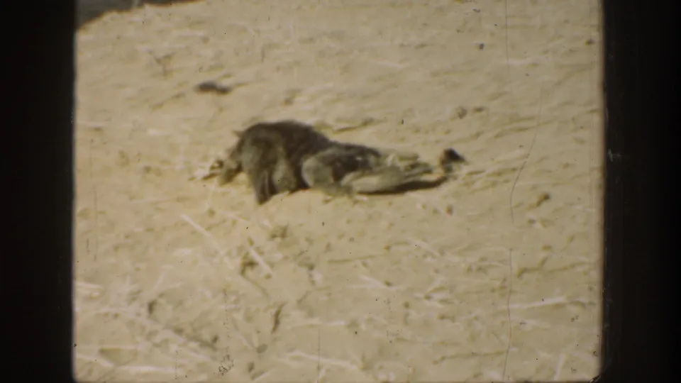 1936 California 8mm frame showing a small bird or animal on dusty ground, with soft focus and film wear visible.