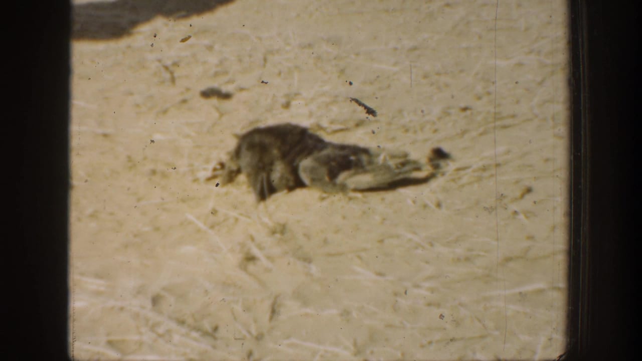 1936 California home-movie frame with a small bird or animal on a dry yard surface and visible 8mm grain.