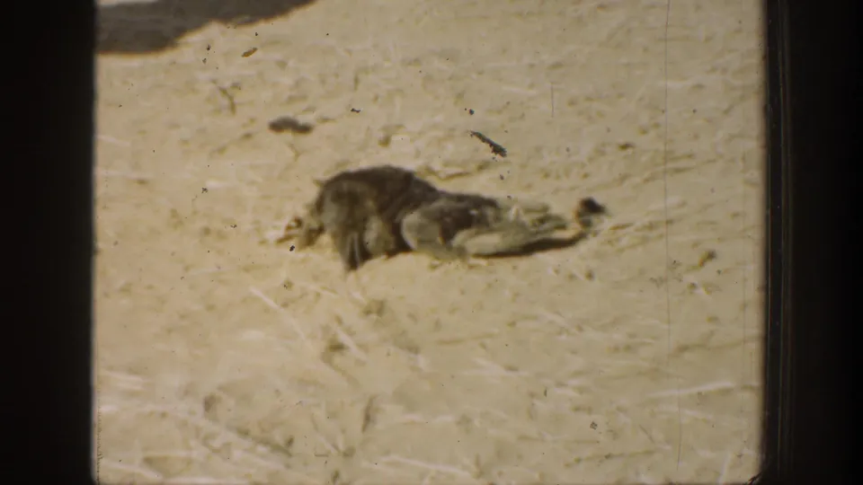 1936 California home-movie frame with a small bird or animal on a dry yard surface and visible 8mm grain.