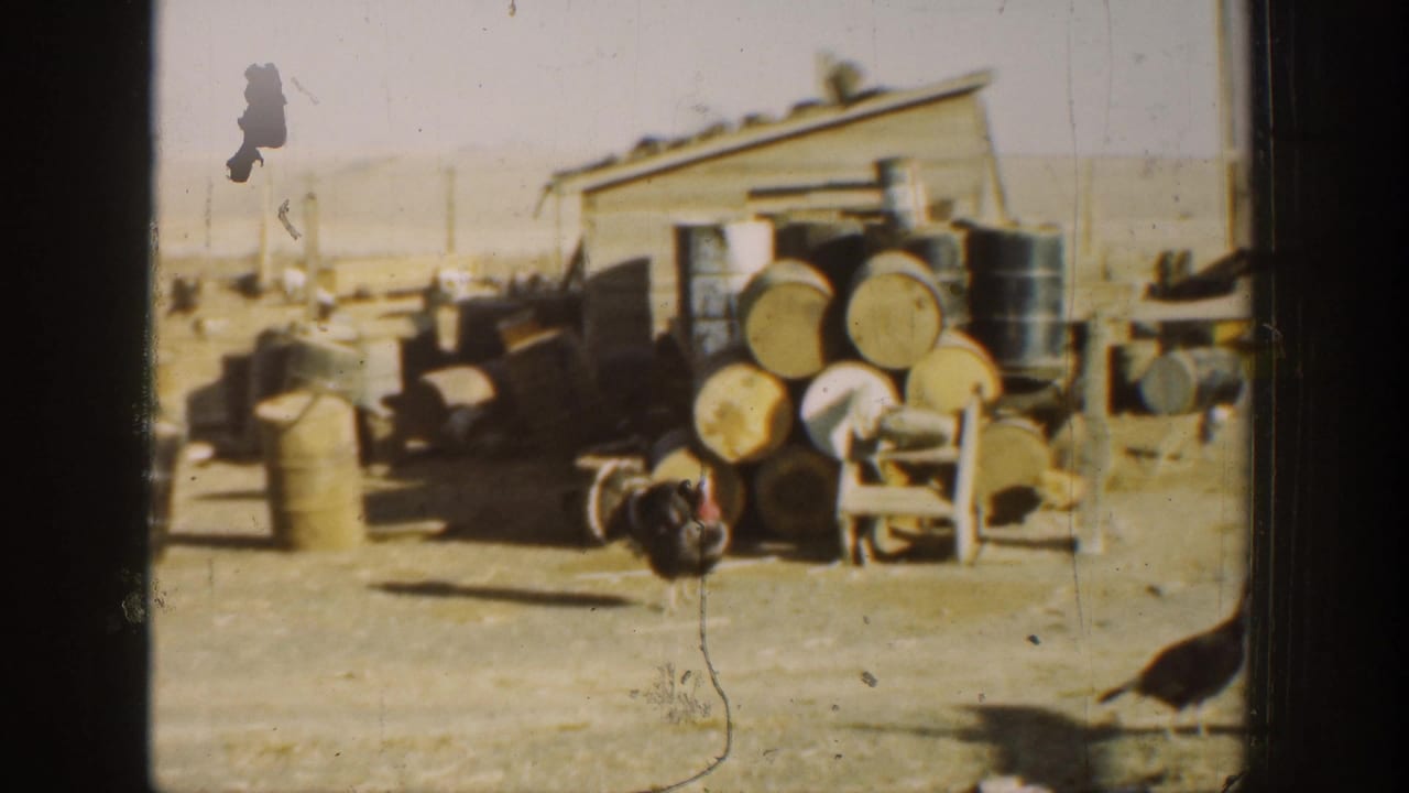 1936 California farmyard scene with turkeys, barrels, and a weathered shed in warm 8mm home-movie color.