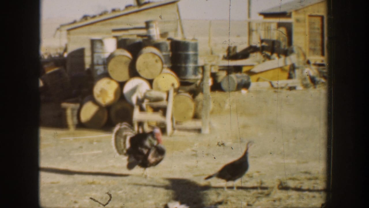 A turkey crosses a farmyard with barrels and a shed in the background.