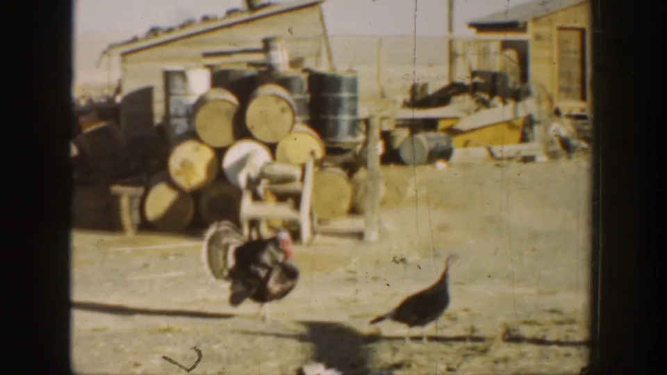 Turkey in a rural California farmyard, with stacked barrels and an outbuilding visible in 1930s 8mm footage.