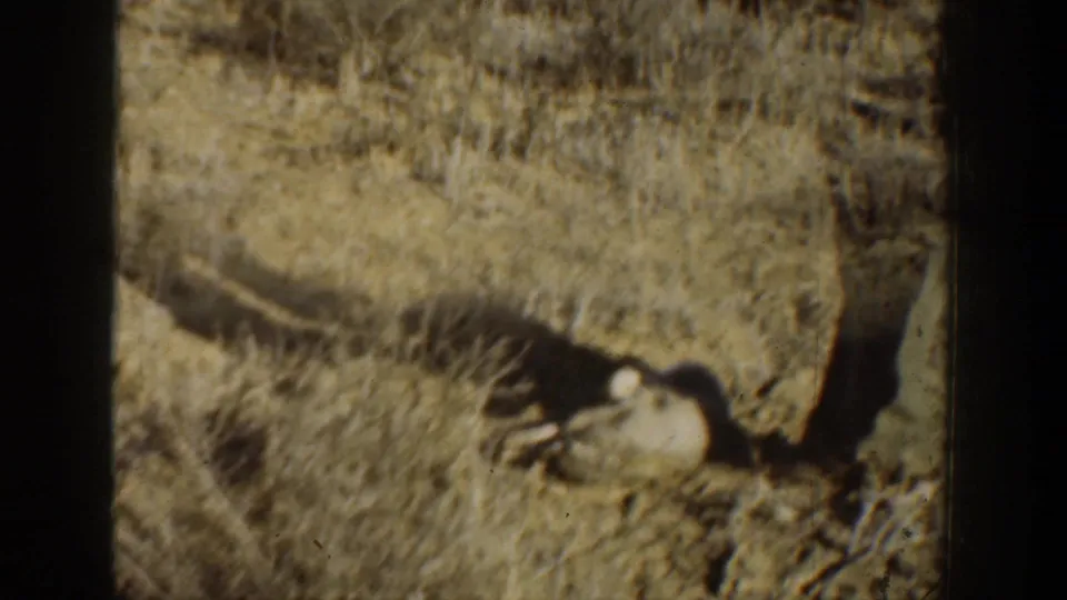 1936 California home-movie view of dry brush and a small possible deer-like animal near the lower right.