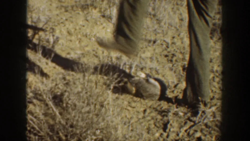 1936 California 8mm frame showing a partial adult figure beside a small animal or carcass in dry brush and sandy ground.