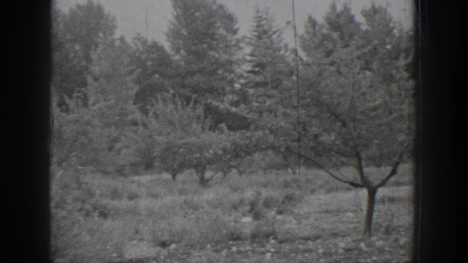 1939 Chelan, Washington frame showing trees and brush beyond a window, with evergreens in the background and film scratches throughout.