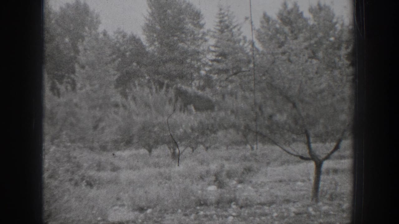 1939 Chelan, Washington home-movie frame showing a quiet field with scattered trees, low shrubs, and a darker evergreen backdrop.