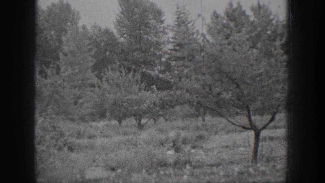 Rural field with a bare-branched tree, shrubs, and dense trees behind it.
