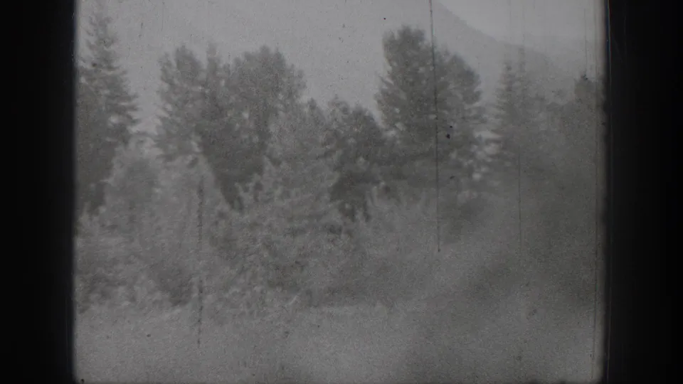 1939 Chelan home-movie frame with soft-focus shrubs, small trees, and darker woodland shapes behind the foreground growth.