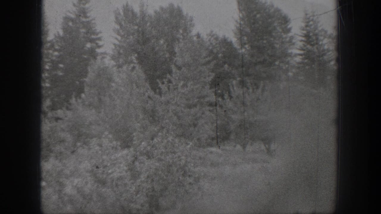 Chelan, Washington 1939 black-and-white frame showing a brushy field with small trees and a dense evergreen backdrop.
