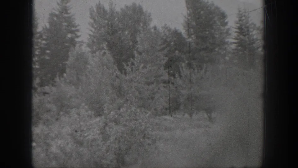 Chelan, Washington 1939 black-and-white frame showing a brushy field with small trees and a dense evergreen backdrop.