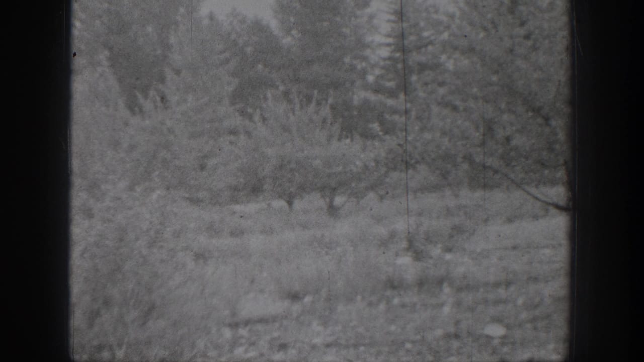 Snow-dusted brush and trees in a quiet rural winter landscape.