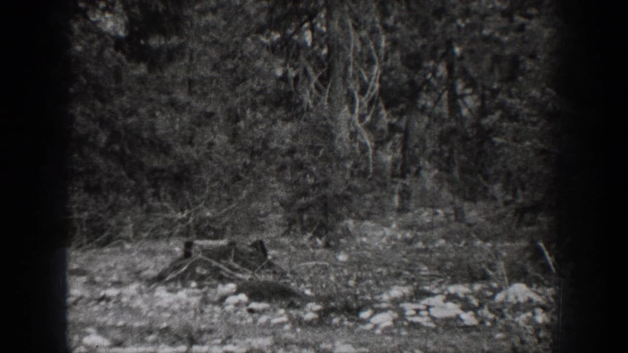Wooded ground with trees, rocks, brush, and a small stump or log form.