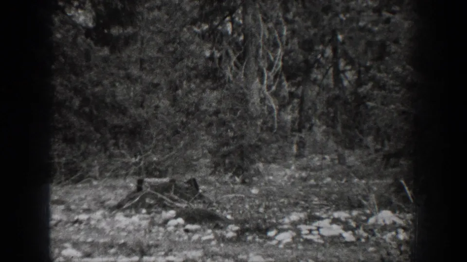 Black-and-white Chelan forest scene with rocky ground, brush, bare branches, and a small cut stump or log shape.