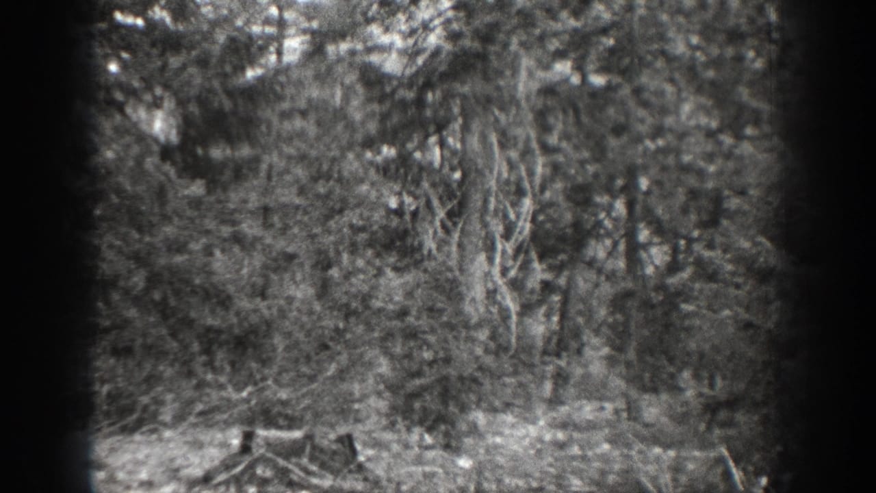 Soft black-and-white 1939 Chelan forest view with dense branches, brush, rocks, and a dark film edge.