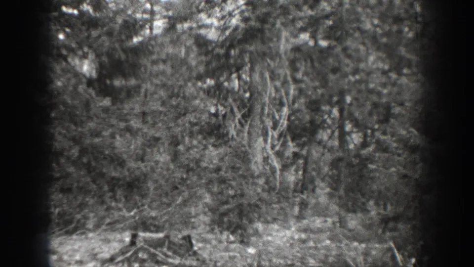 Soft black-and-white 1939 Chelan forest view with dense branches, brush, rocks, and a dark film edge.