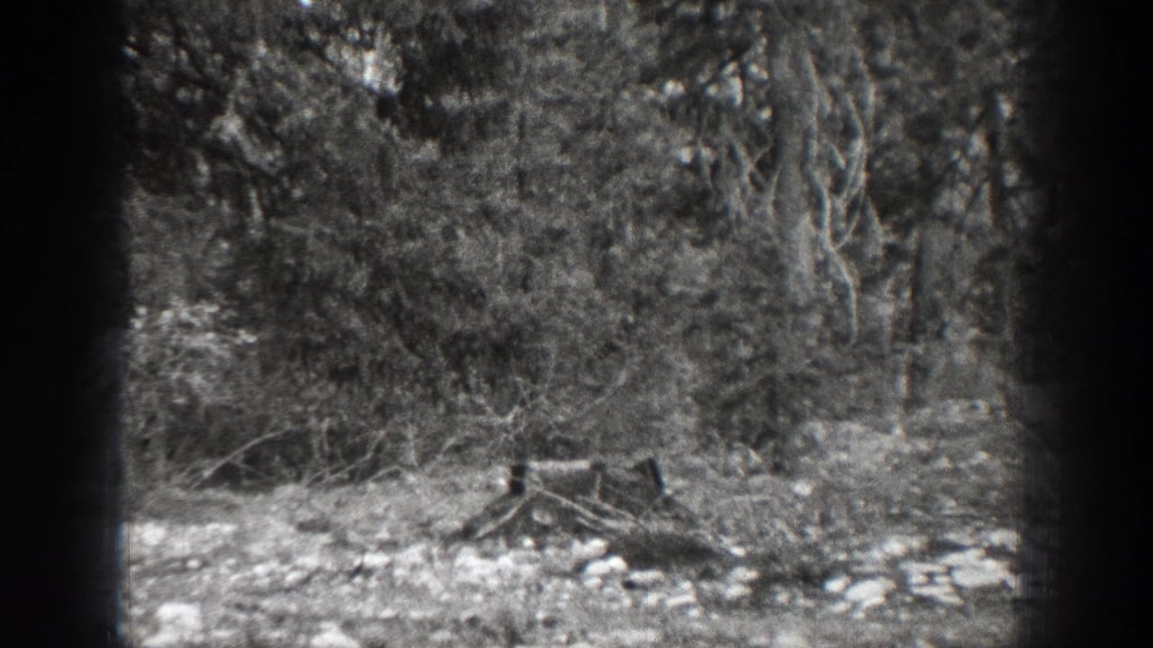 1939 Chelan, Washington home-movie frame showing a wooded area with leafy trees, brush, stones, and dry fallen branches.