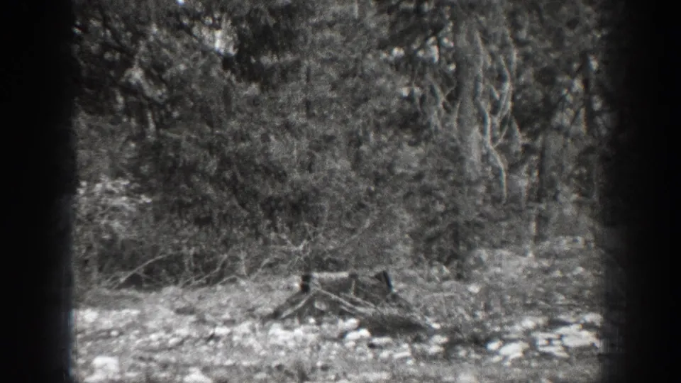 1939 Chelan, Washington home-movie frame showing a wooded area with leafy trees, brush, stones, and dry fallen branches.