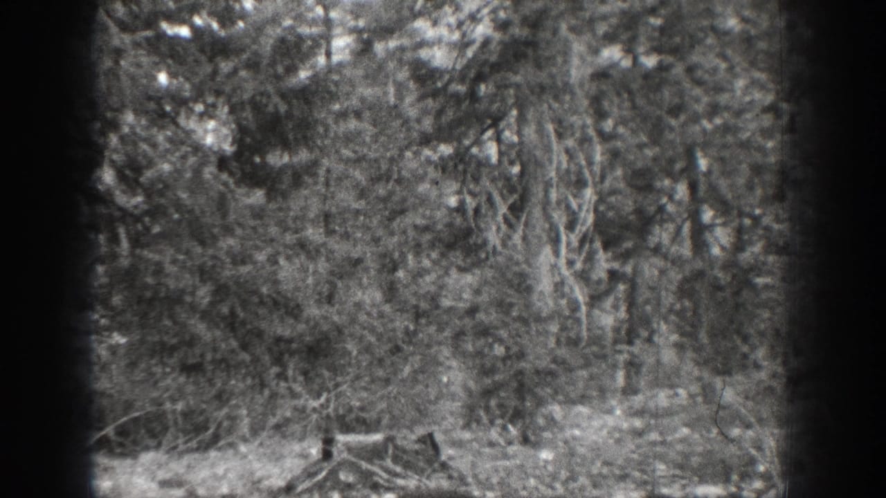 Dense woodland with leafy trees, brush, stones, and dry branches near the ground.