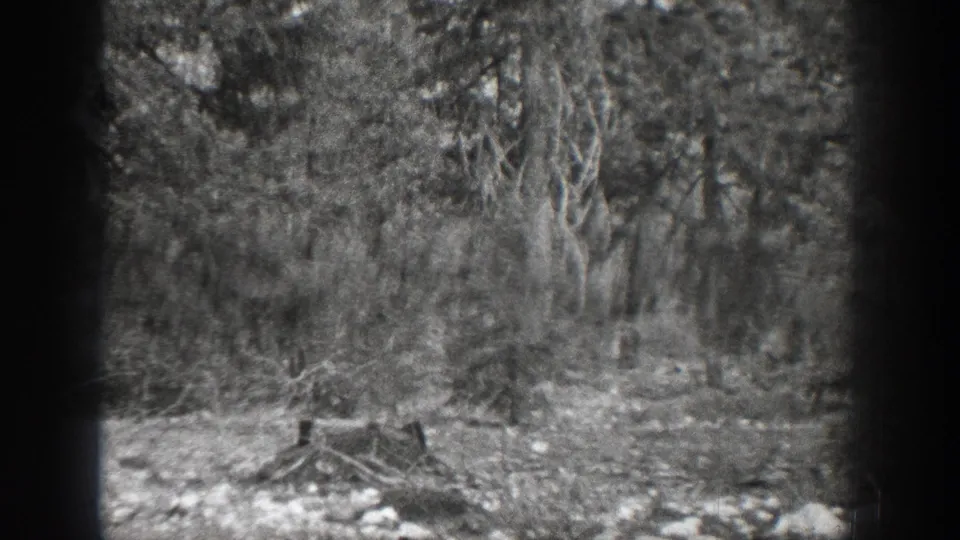 Chelan, Washington woodland in a 1939 home-movie frame, with soft focus on trees, underbrush, dry wood, and stony ground.