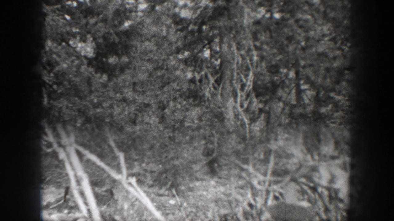 Final 1939 Chelan woodland frame showing leaning dry branches, dense foliage, tree trunks, and uneven forest ground.