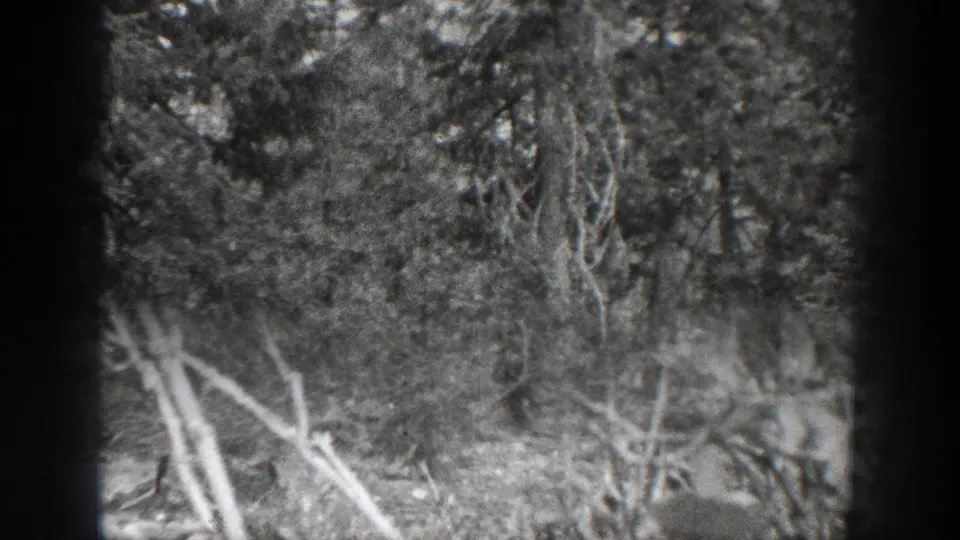 Final 1939 Chelan woodland frame showing leaning dry branches, dense foliage, tree trunks, and uneven forest ground.