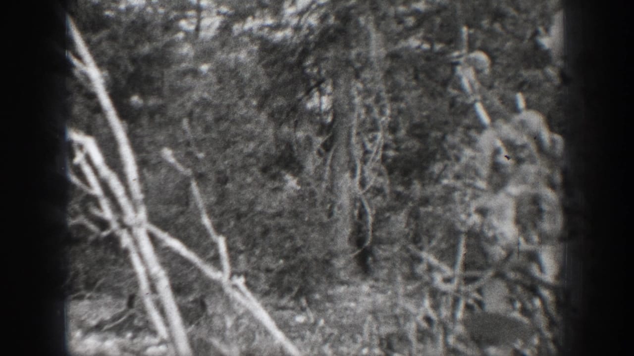 Dense black-and-white forest view with tree trunks, branches, rocks, and dark film gate edges.