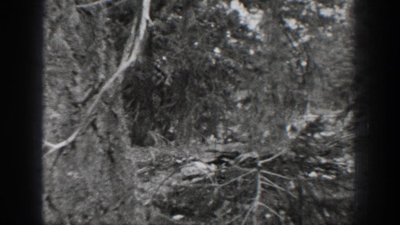 1939 Chelan, Washington forest frame with brush, rocks, tree trunks, and a fallen branch across the wooded ground.