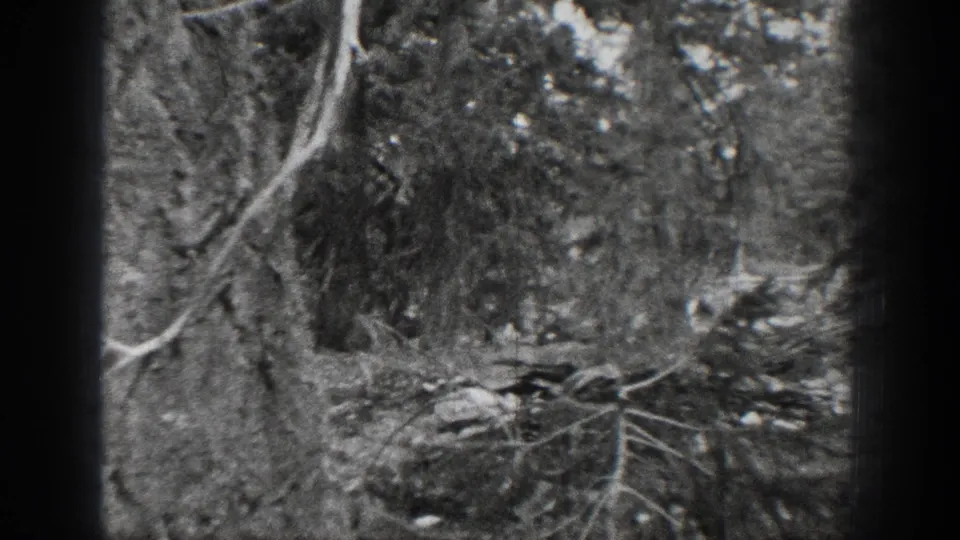 1939 Chelan, Washington forest frame with brush, rocks, tree trunks, and a fallen branch across the wooded ground.