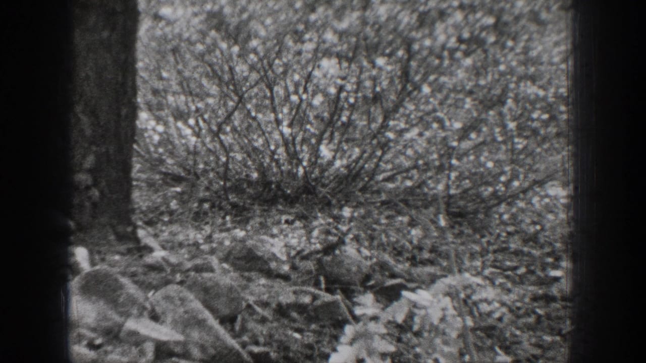 1939 Chelan frame looking into dense shrubs, rocks, and tree trunks, with little or no clear human activity visible.