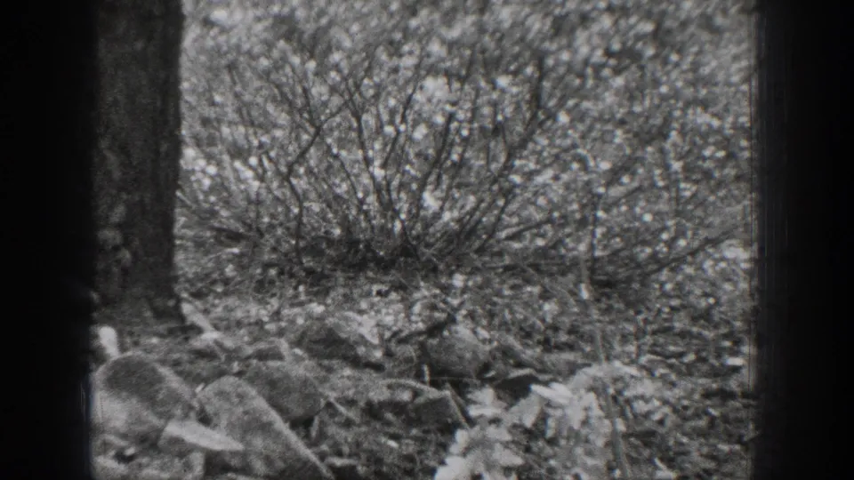 1939 Chelan frame looking into dense shrubs, rocks, and tree trunks, with little or no clear human activity visible.