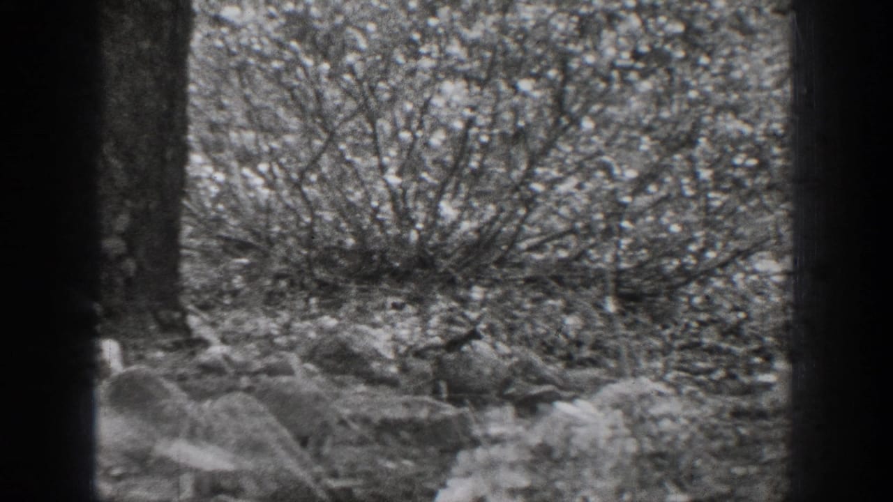 A small squirrel moves near the forest floor among tree trunks and brush in 1939 Chelan, Washington 8mm footage.
