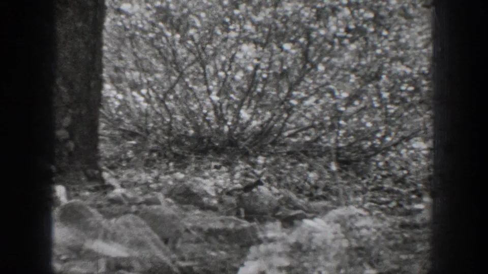 A small squirrel moves near the forest floor among tree trunks and brush in 1939 Chelan, Washington 8mm footage.
