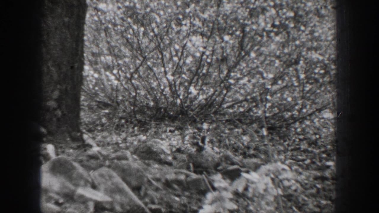 Wooded underbrush with a small squirrel partly visible near the base of a tree.