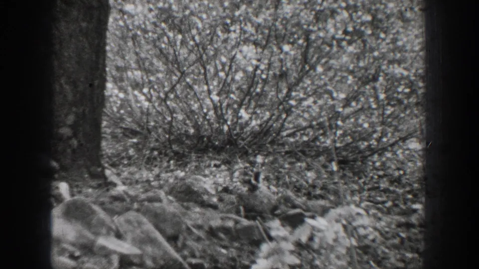 The squirrel is partly obscured by brush and a tree trunk in the Chelan woodland scene from the 1939 home movie.