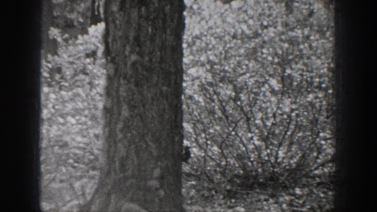 A large tree trunk dominates the frame, with dense brush and soft background foliage in the Chelan woods footage.