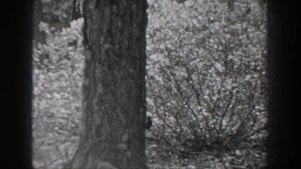 A large tree trunk dominates the frame, with dense brush and soft background foliage in the Chelan woods footage.