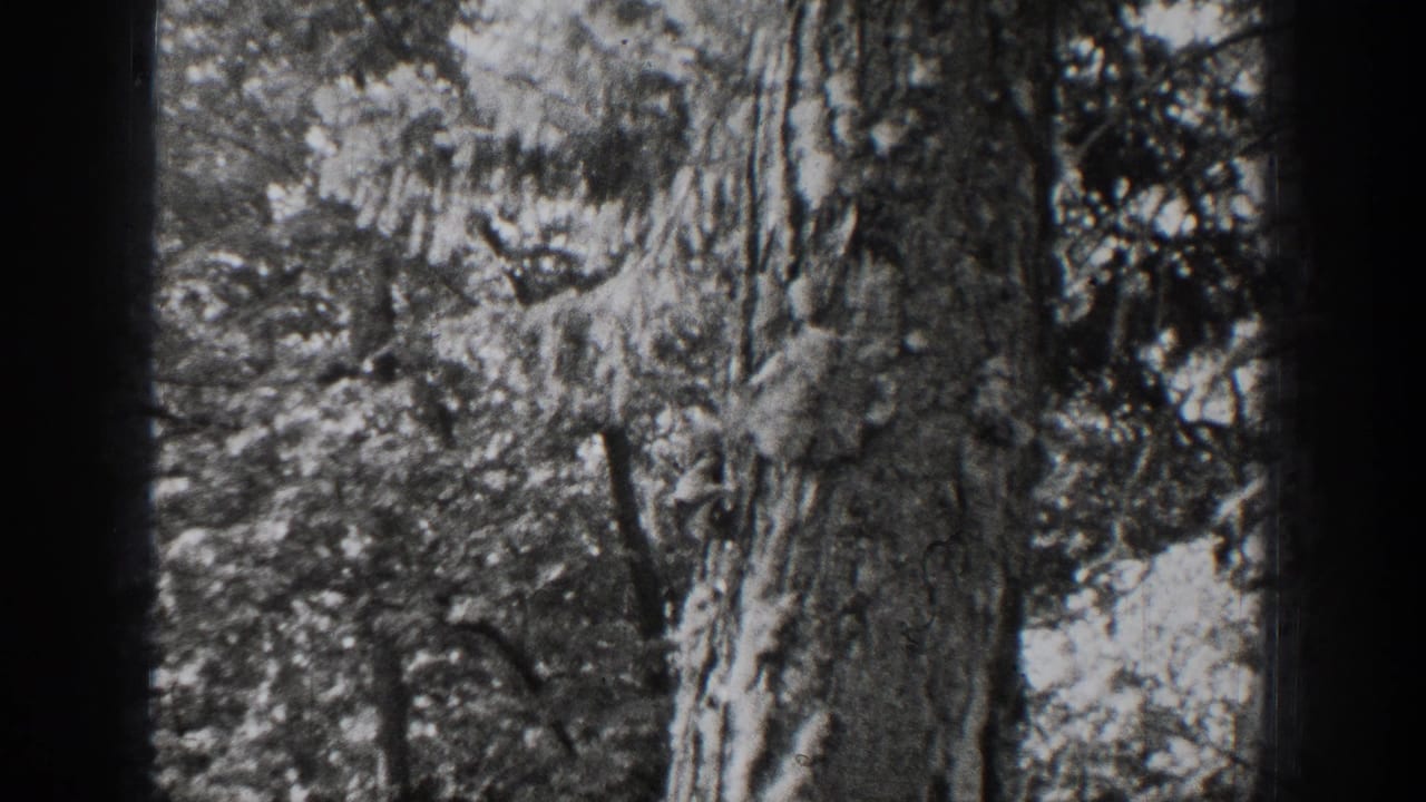 The final frame shows tree bark and tangled foliage in the 1939 Chelan woodland home-movie sequence.