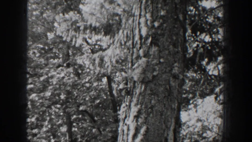 The final frame shows tree bark and tangled foliage in the 1939 Chelan woodland home-movie sequence.