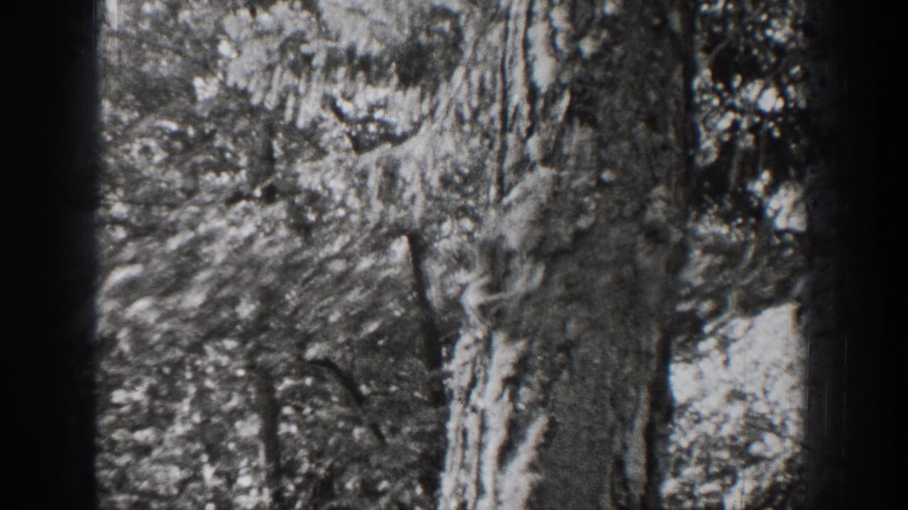 1939 Chelan home-movie frame showing a small squirrel on textured bark in a wooded setting.