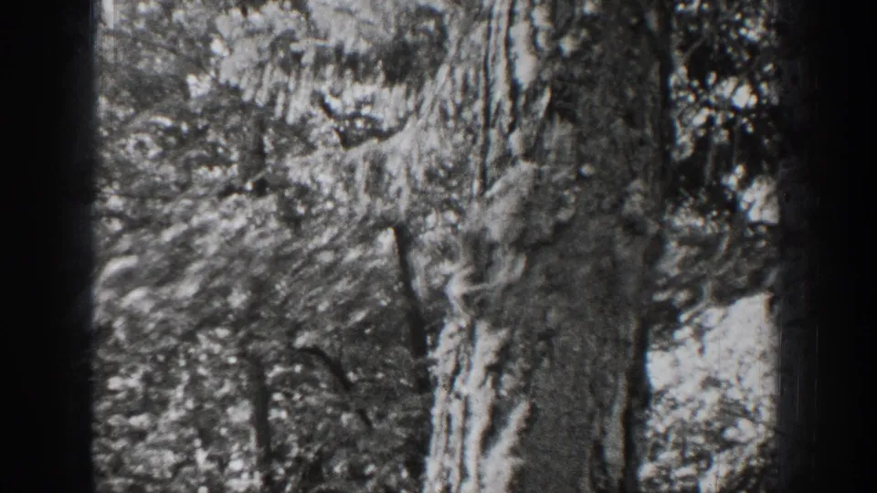 1939 Chelan home-movie frame showing a small squirrel on textured bark in a wooded setting.