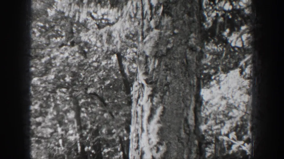 Black-and-white 8mm frame from Chelan, Washington, with a squirrel near a rough tree trunk in forest cover.