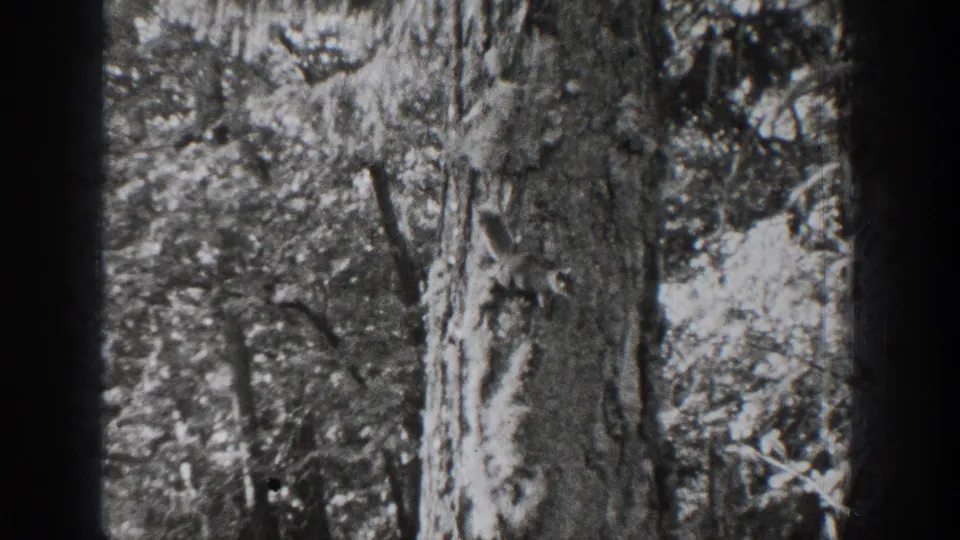 Metadata-supported 1939 Chelan forest frame showing a squirrel against a large textured tree trunk.