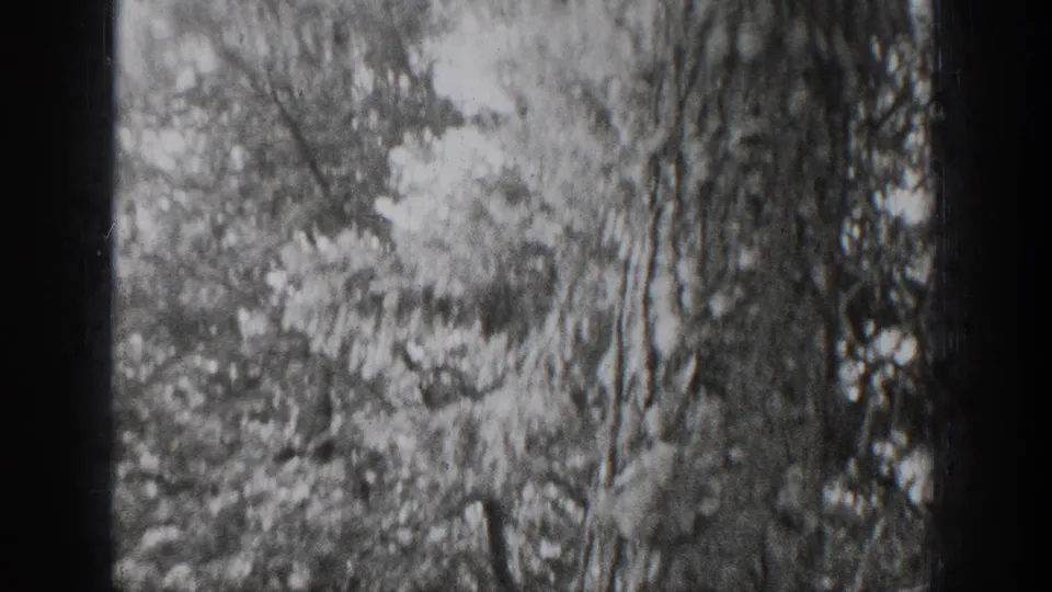 Late-1930s 8mm frame from Chelan showing a blurred forest view and tree trunk as the squirrel becomes difficult to see.