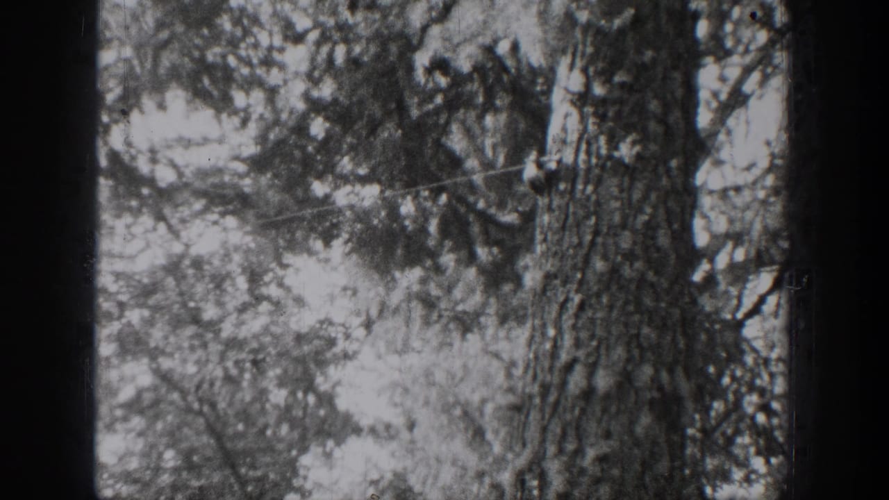 Close view of rough tree bark with wooded foliage behind it.