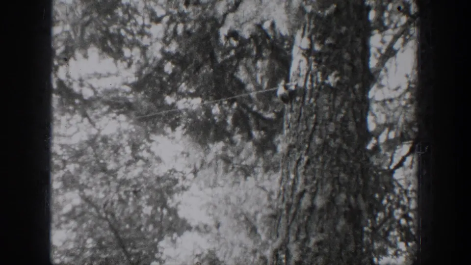 Black-and-white 1939 Chelan home-movie frame showing rough tree bark and surrounding forest growth.