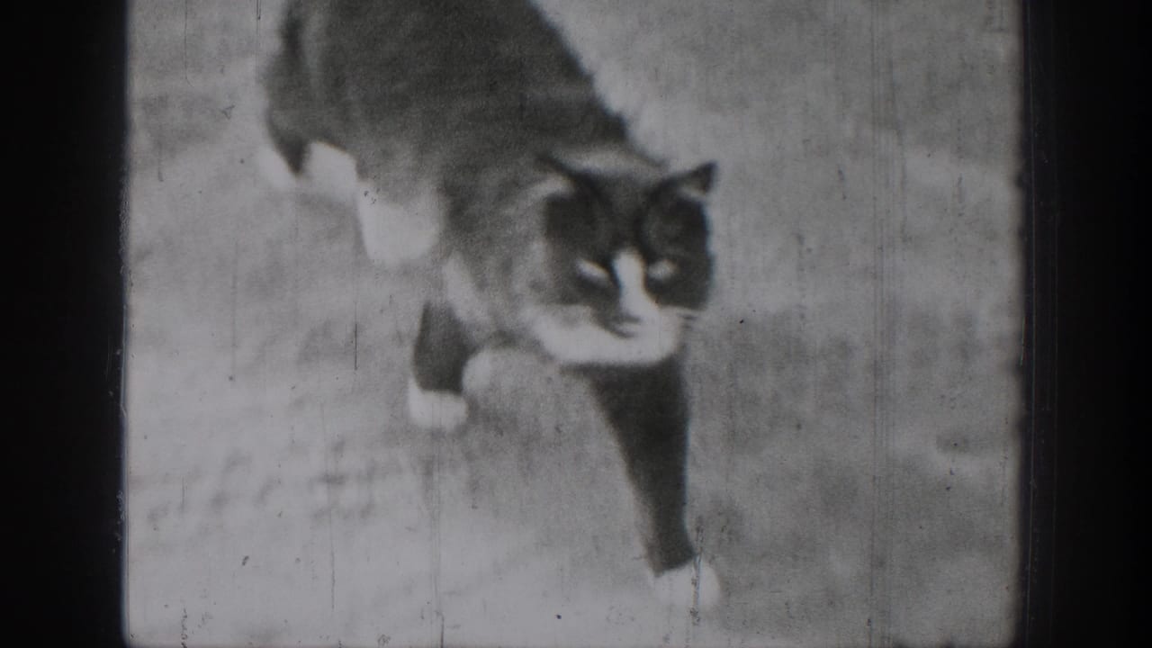Black-and-white cat walking across a light outdoor surface in 1939 Chelan home-movie footage.