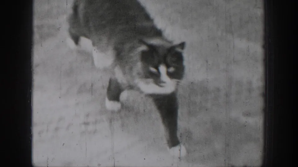 Black-and-white cat walking across a light outdoor surface in 1939 Chelan home-movie footage.